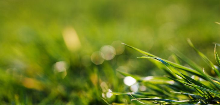 how to keep your lawn healthy all summer long