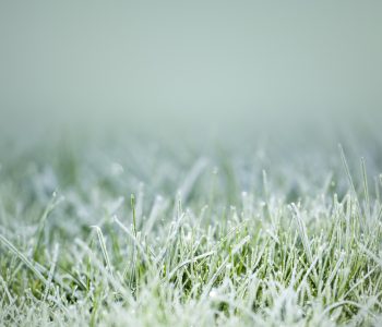 easy steps to winterize your lawn and garden