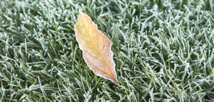 more tips on preparing your lawn for winter