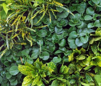 what is a living wall?