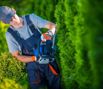 hedge trimming - why you should do it