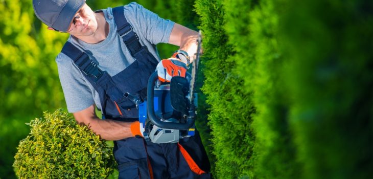 hedge trimming - why you should do it
