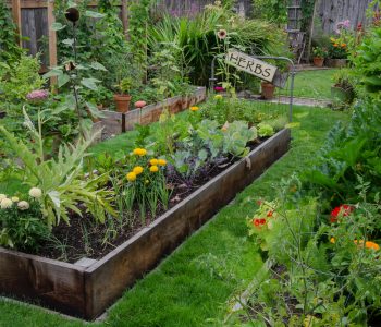 backyard farming for beginners