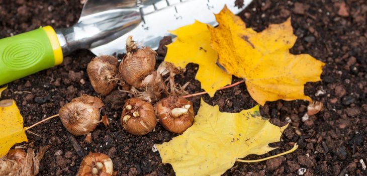 Bulb Planting in the Fall for Beautiful Spring Colours