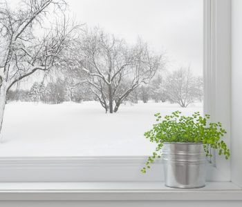 bring plants indoors for winter