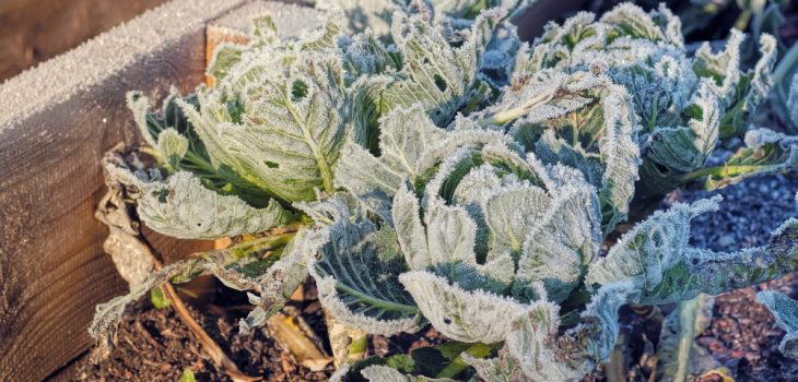 how to shelter plants from frost and snow
