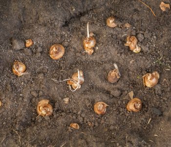 The Essentials of Fall Bulb Planting