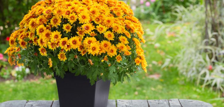 Tips on the Perfect Fall Planter or Centrepiece