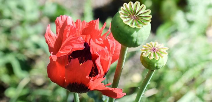 lest we forget poppy planting this fall