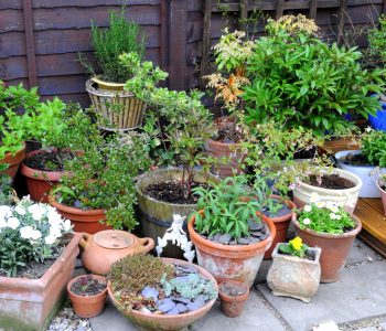 tips on annual planting for container gardens