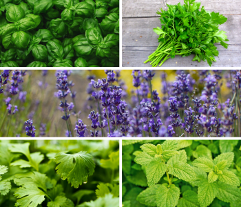 try growing these 5 culinary herbs