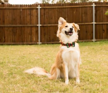 5 Ways to Pet-Proof Your Yard