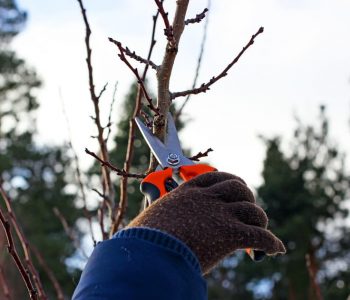 How to Make the Most Out of Your Yard This Winter