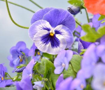 5 Spring Flowers to Plant in Your Garden