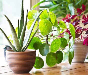 6 Indoor Plants for Beginners