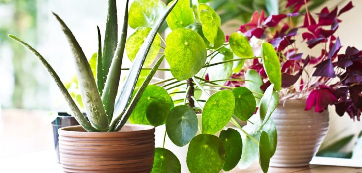 6 Indoor Plants for Beginners