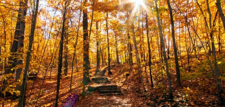 5 Best Spots Near Ottawa to See the Leaves Change